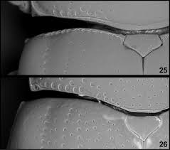 Attēlu rezultāti vaicājumam “Triplax russica”