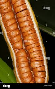 Attēlu rezultāti vaicājumam “Iris pseudacorus fruit”