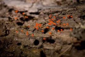 Attēlu rezultāti vaicājumam “Hemitrichia decipiens young”