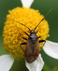 Attēlu rezultāti vaicājumam “Adelphocoris seticornis”