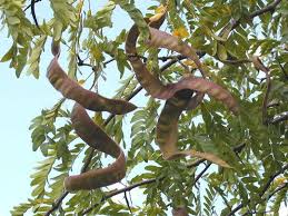 Attēlu rezultāti vaicājumam “Gleditsia triacanthos fruit”