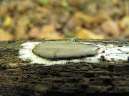 Attēlu rezultāti vaicājumam “Dictydiaethaliaceae”