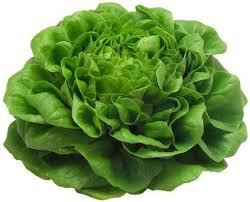 Image result for Kopfsalat