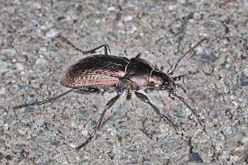 Attēlu rezultāti vaicājumam “Carabus arcensis”