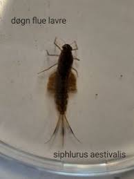 Attēlu rezultāti vaicājumam “Siphlonurus”