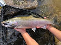 Image result for Oncorhynchus kisutch