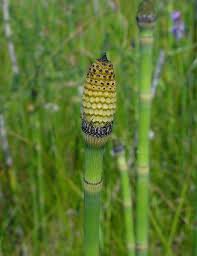Attēlu rezultāti vaicājumam “Equisetum”