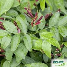 Attēlu rezultāti vaicājumam “Lathyrus vernus”