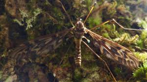 Attēlu rezultāti vaicājumam “Tipulidae”
