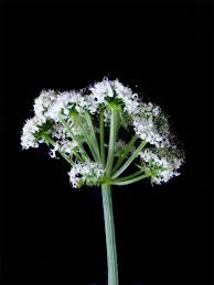 Attēlu rezultāti vaicājumam “Berula erecta”