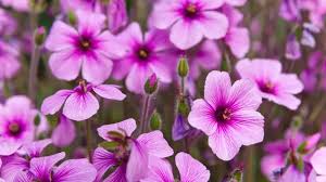 Image result for Storchschnäbel