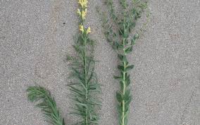 Attēlu rezultāti vaicājumam “Linaria vulgaris bud”