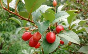 Attēlu rezultāti vaicājumam “Poa angustifolia fruit”