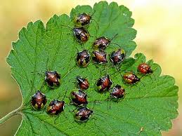 Attēlu rezultāti vaicājumam “Elasmucha ferrugata”