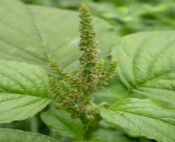 Attēlu rezultāti vaicājumam “Amaranthaceae”