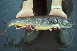 Image result for Salvelinus alpinus taranetzi