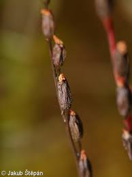 Attēlu rezultāti vaicājumam “Drosera x obovata leaf”