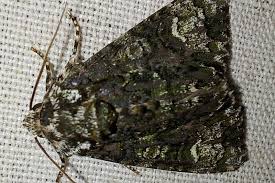 Attēlu rezultāti vaicājumam “Craniophora ligustri imago”