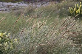 Attēlu rezultāti vaicājumam “Ammophila arenaria”