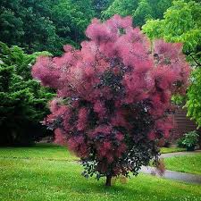 Attēlu rezultāti vaicājumam “Cotinus coggygria”