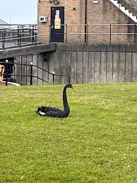 Image result for South Yorkshire Swans