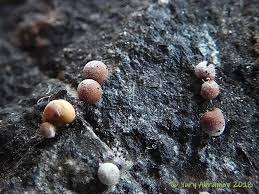 Attēlu rezultāti vaicājumam “Perichaena corticalis”