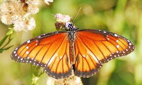 Image result for Papilionoidea