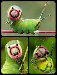 Attēlu rezultāti vaicājumam “Cerura vinula larva”