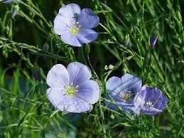 Attēlu rezultāti vaicājumam “Linaceae”