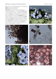 Attēlu rezultāti vaicājumam “Physarum compressum”