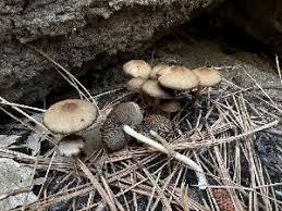 Attēlu rezultāti vaicājumam “Psathyrella sp.”