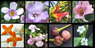 Attēlu rezultāti vaicājumam “Scrophulariaceae”