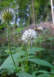 Image result for Dipsacus pilosus