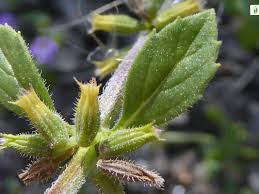Attēlu rezultāti vaicājumam “Acinos arvensis flower”