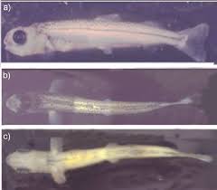 Image result for Coregonus huntsmani