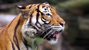 Afbeeldingsresultaat voor tijgers