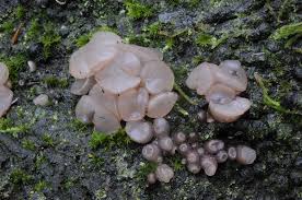 Attēlu rezultāti vaicājumam “Neobulgaria pura”