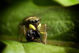 Attēlu rezultāti vaicājumam “Heliophanus sp.”