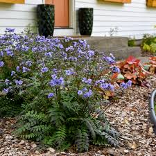 Attēlu rezultāti vaicājumam “Brunnera macrophylla”