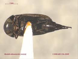 Attēlu rezultāti vaicājumam “Mordellidae”