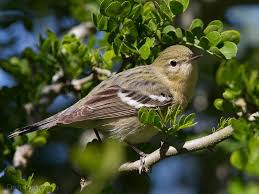 Image result for Dendroica castanea