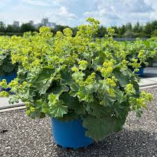 Image result for Frauenmantel