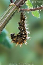 Attēlu rezultāti vaicājumam “Polygonia c-album larva”