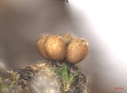 Attēlu rezultāti vaicājumam “Trichia ambigua spores”