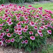 Image result for Echinacea Lustre hybrids