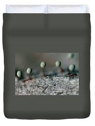 Attēlu rezultāti vaicājumam “Physarum penetrale”