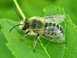 Attēlu rezultāti vaicājumam “Andrena”