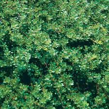 Attēlu rezultāti vaicājumam “Exobasidium uvae-ursi”