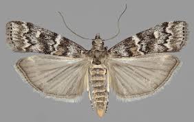 Attēlu rezultāti vaicājumam “Dioryctria abietella”