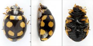 Attēlu rezultāti vaicājumam “Coccinula quatuordecimpustulata”